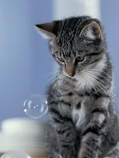Papel de Parede para Celular - Animais - Filhote de Gato