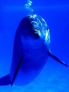 Papel de Parede para Celular - Animais - Golfinho