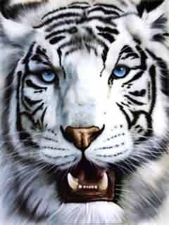 Papel de Parede para Celular - Animais - Tigre Branco