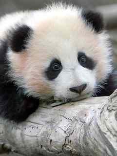 Papel de Parede para Celular - Animais - Urso Panda